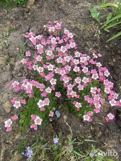 Камнеломка красная