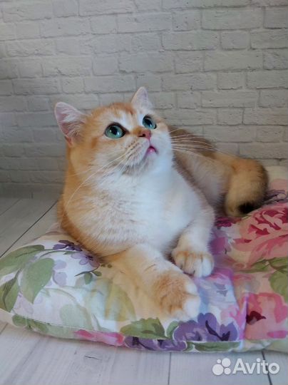 Золотые шиншиллы кошки