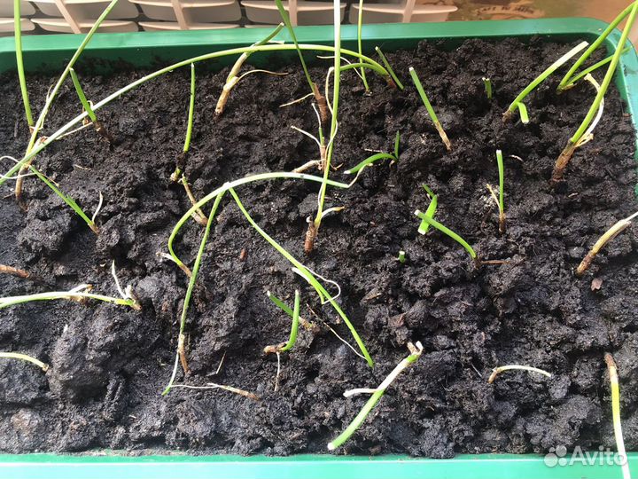 Зефирантес белый луковица (выскочка)