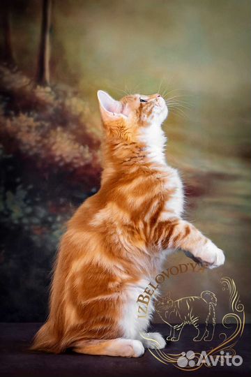 Котенок курильского бобтейла