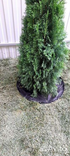 Посевной и рулонный газон