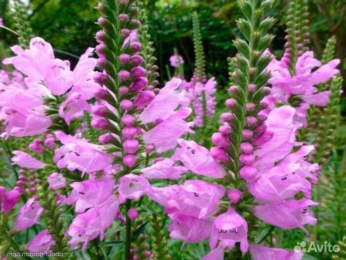 Макалея, Книфофия,Физостегия