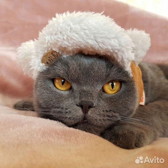 Головные уборы для животных