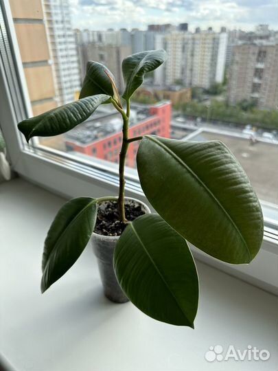 Фикус каучуконосный эластика