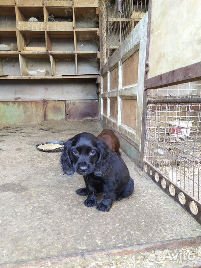 Русский охотничий спаниель щенки