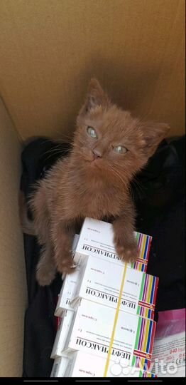 Котенок коричневый