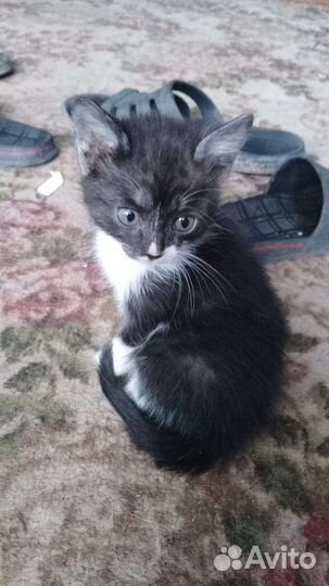 Котята в добрые руки бесплатно