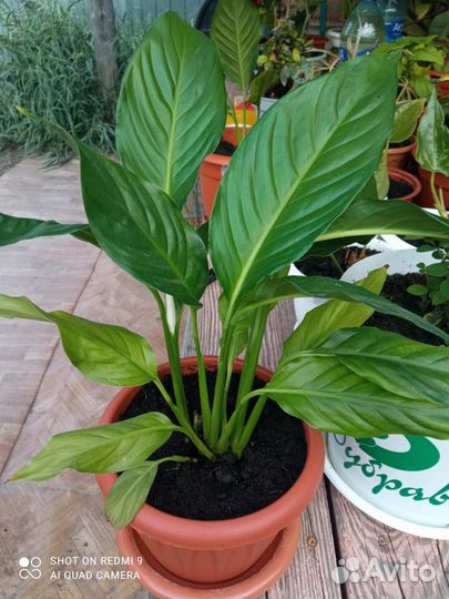 Спатифиллум