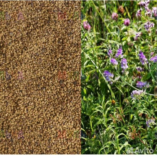 Люцерна семена