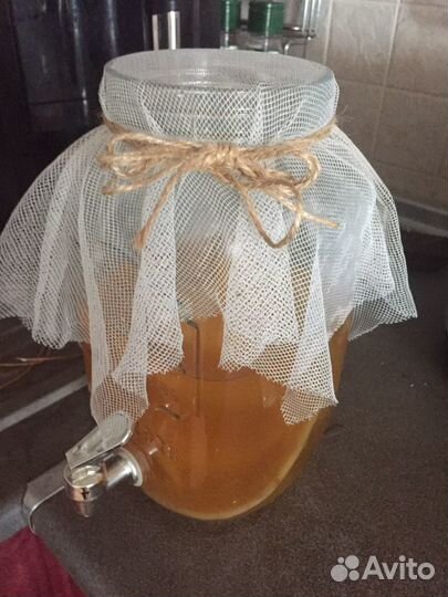 Чайный гриб