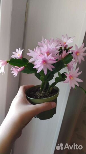 Рипсалидопсис