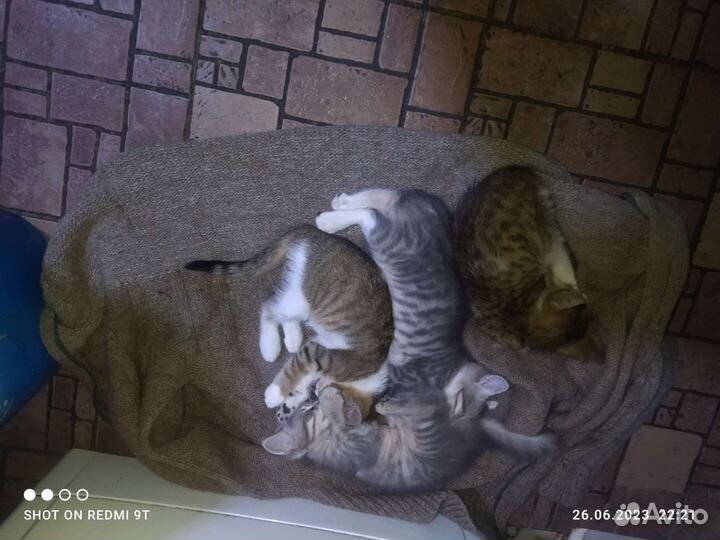 Кошки в дар