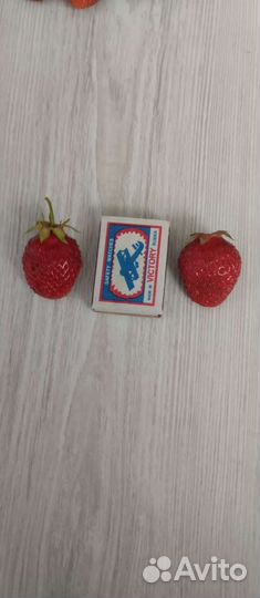 Клубника садовая