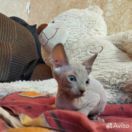 Канадский сфинкс котенок