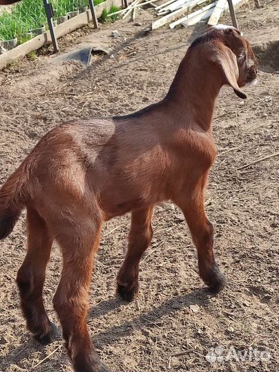 Нубийский козлик