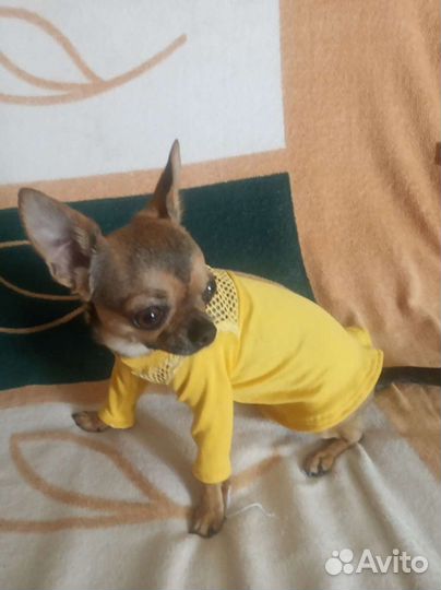 Вещи для животных