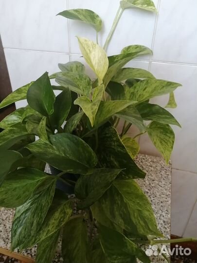 Эпипремнум 