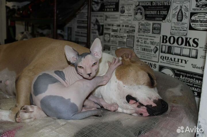 Сфинкс вязка