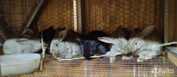 Кролики мясных пород