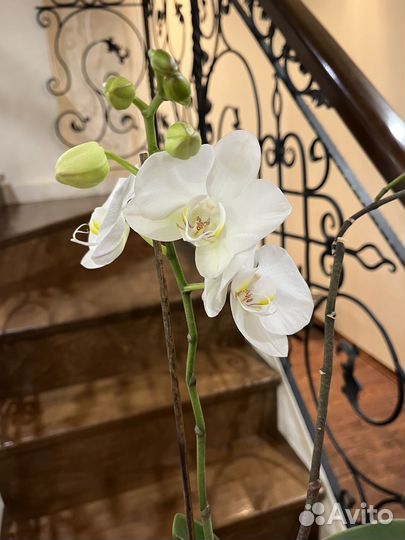 Орхидея фаленопсис