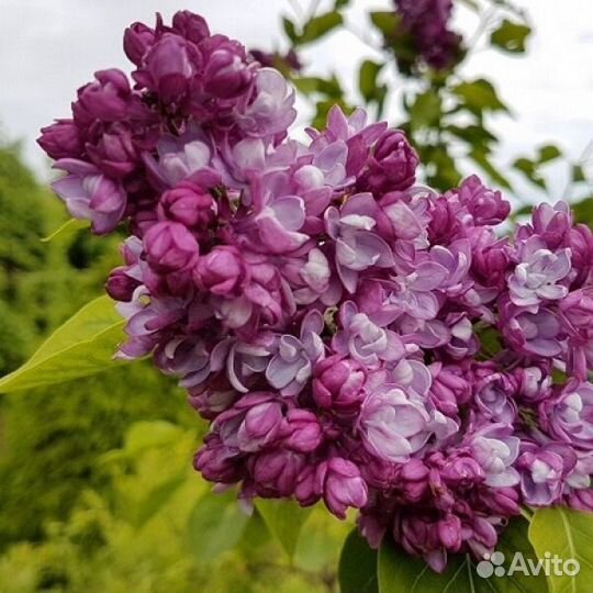 Сирень разные сорта