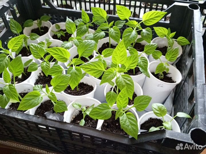 Рассада помидор, перца, огурцов, баклажан