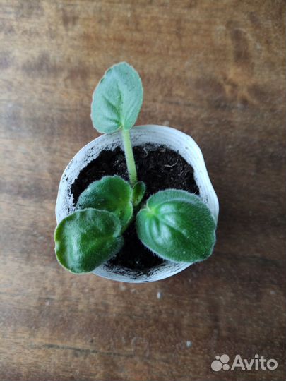 Фиалка сортовая