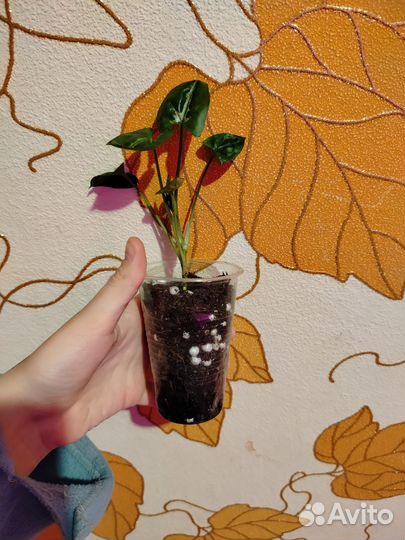 Сингониум тиффани