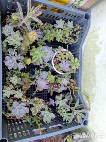 Суккулентные садики