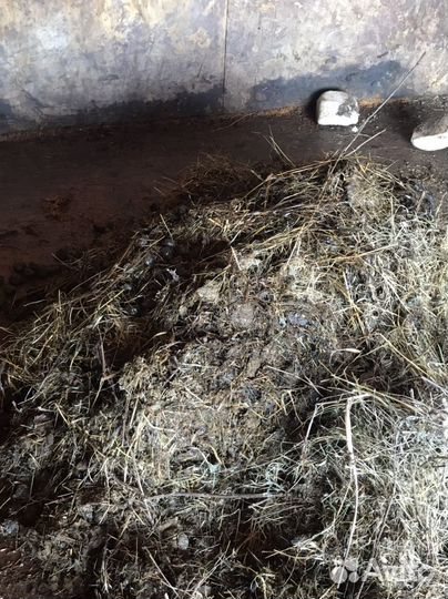 Продам Верблюжья навоз