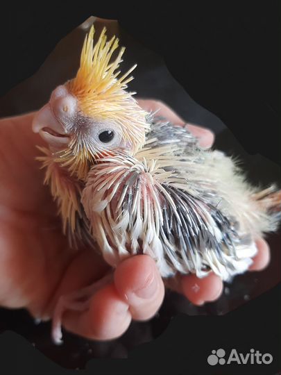 Попугай нимфа