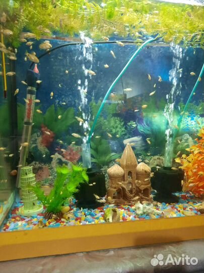 Аквариумные рыбки