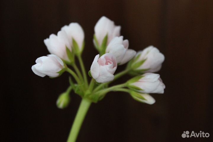 Пеларгония сортовая