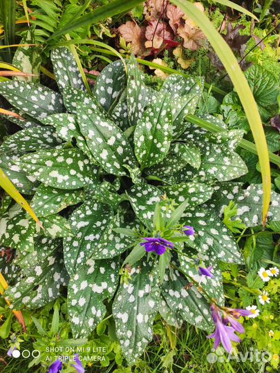 Гейхеры, медуница, брунера