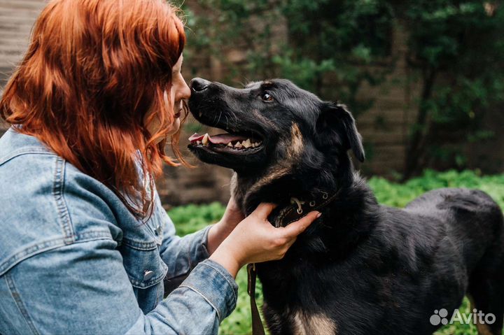 Молодой кобель в добрые руки