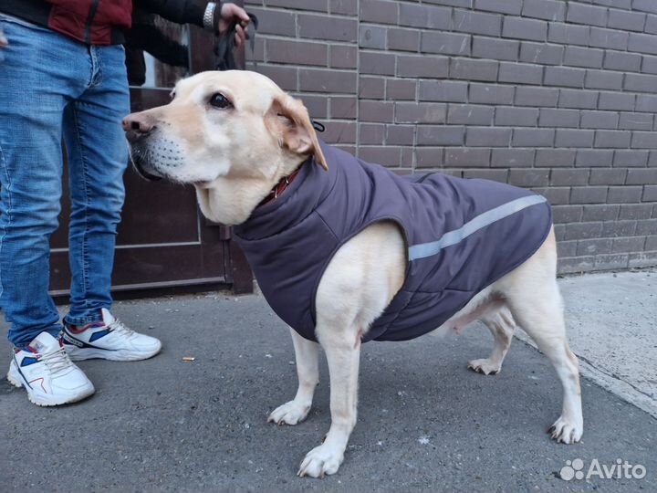 Утепленный жилет для собаки