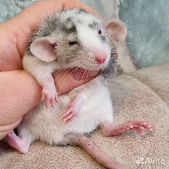 Крысята дамбо марбл