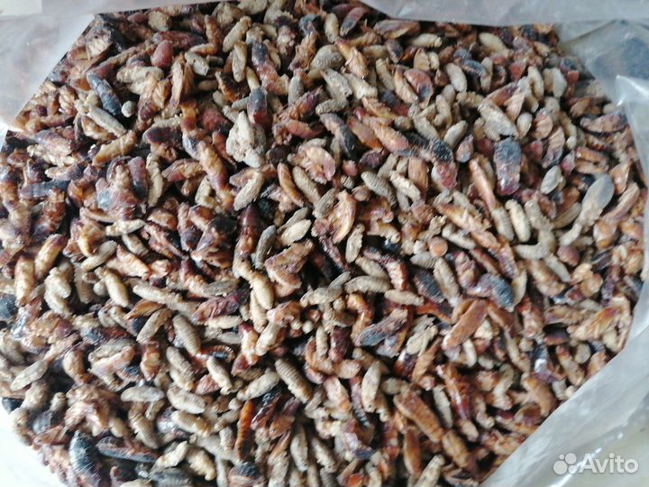 Сверчки, тараканы для насекомоядных