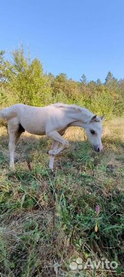 Уэльский пони. Жеребчик