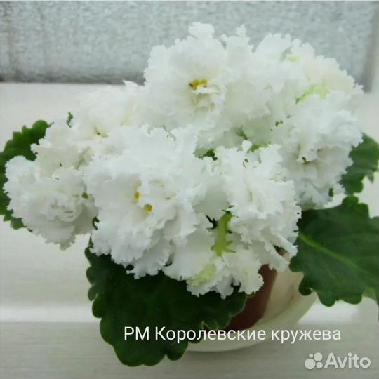 Фиалка детки