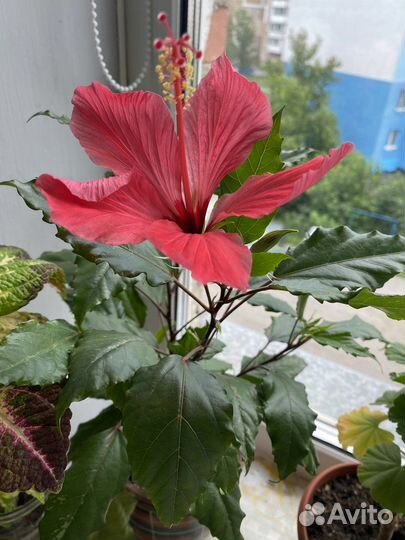 Гибискус,красандра и пеларгония