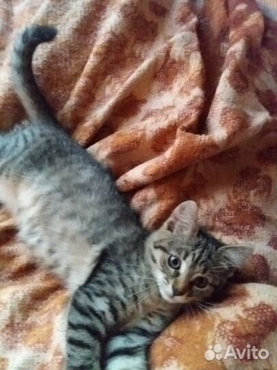 Котёнок (мальчик) в хорошие руки