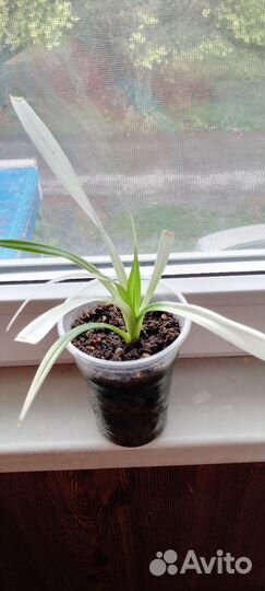 Комнатные растения