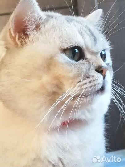 Кот ищет кошку