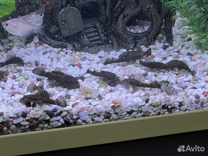 Сомики анциструсы