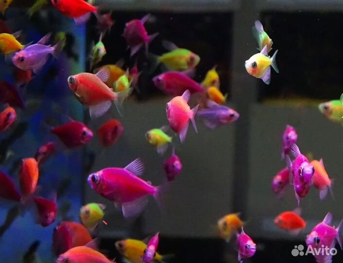Аквариумные рыбки тернеция glofish