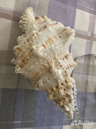 Морские ракушки раковины большие