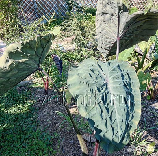 Колоказии (новинки)