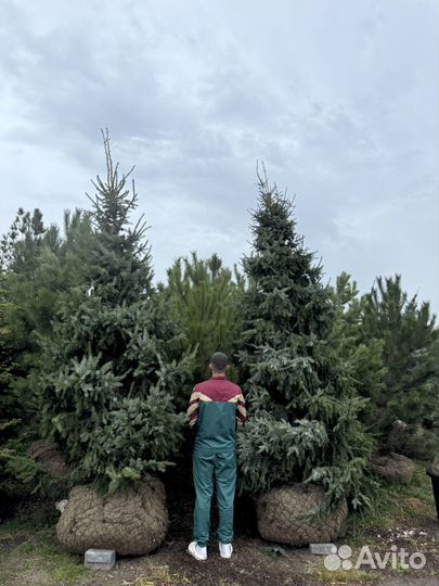 Ель Сербская