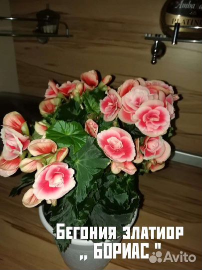 Подростки бегонии Элатиор